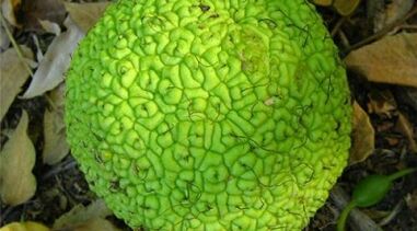 Infusionsrezepte zur Behandlung von Krampfadern