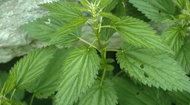 Kräutersud zur Behandlung von Krampfadern.